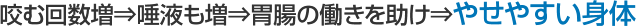 咬む回数増⇒唾液も増⇒胃腸の働きを助け⇒やせやすい身体